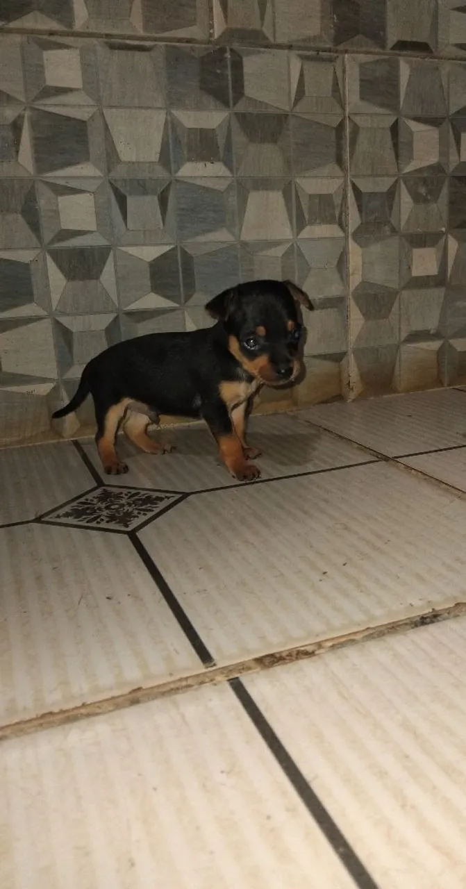 Filhotes de Pinscher N°01