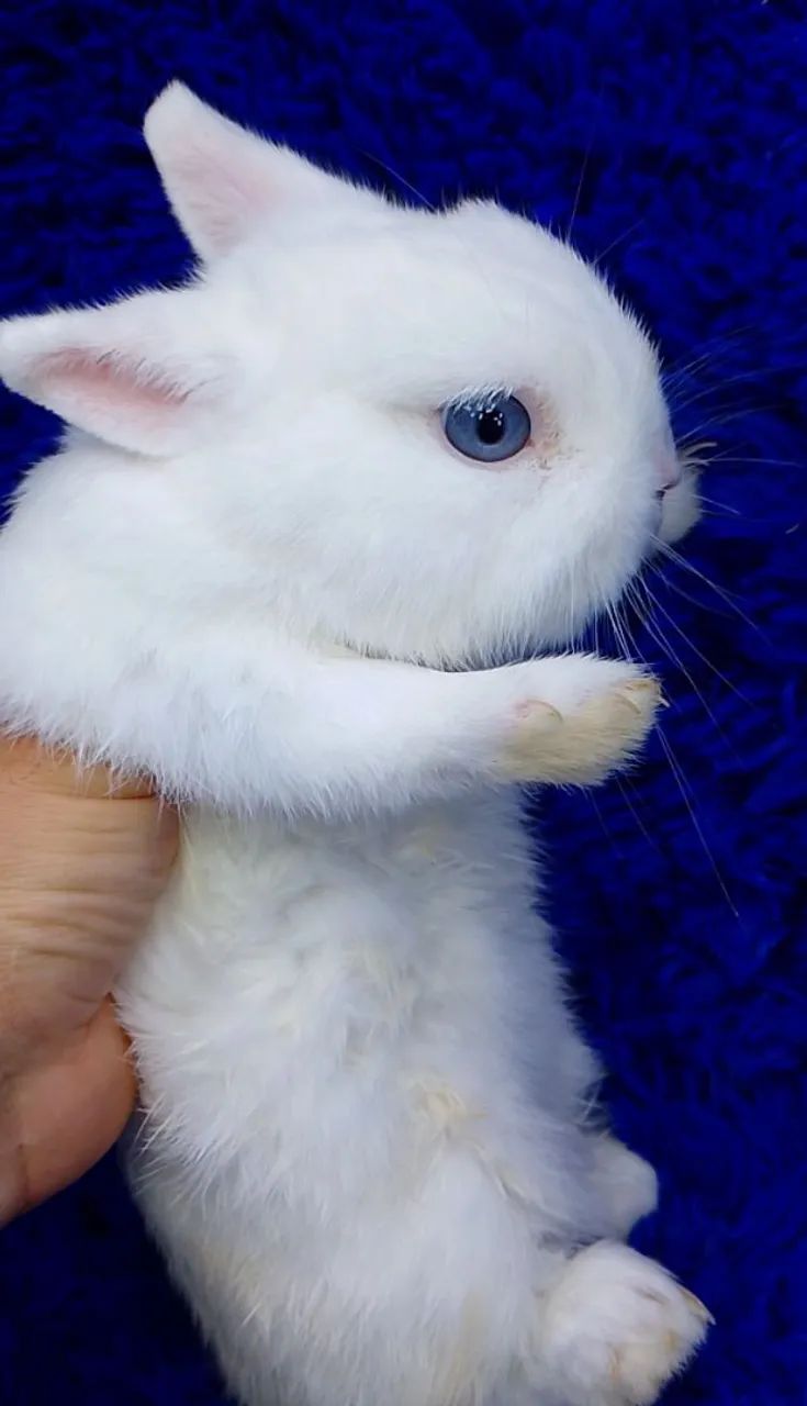 Várias raças de minis coelhos e coelho anão(ZAP na descrição) - Foto 3