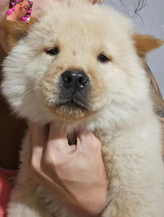 Filhote de Chow-Chow - Foto 4