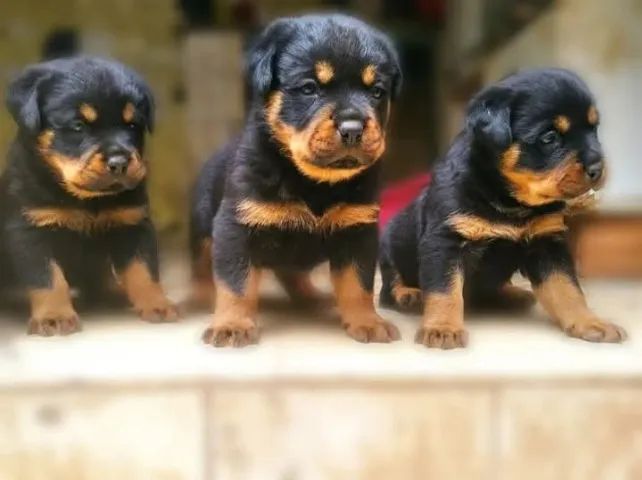Lindos filhotes rottweiler 
