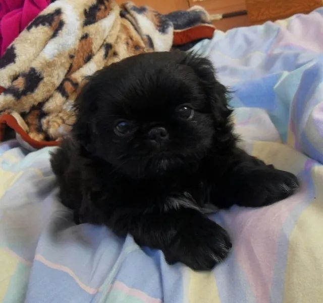 Pequinês Filhotes na Cor Preto a Sua Espera - Foto 3