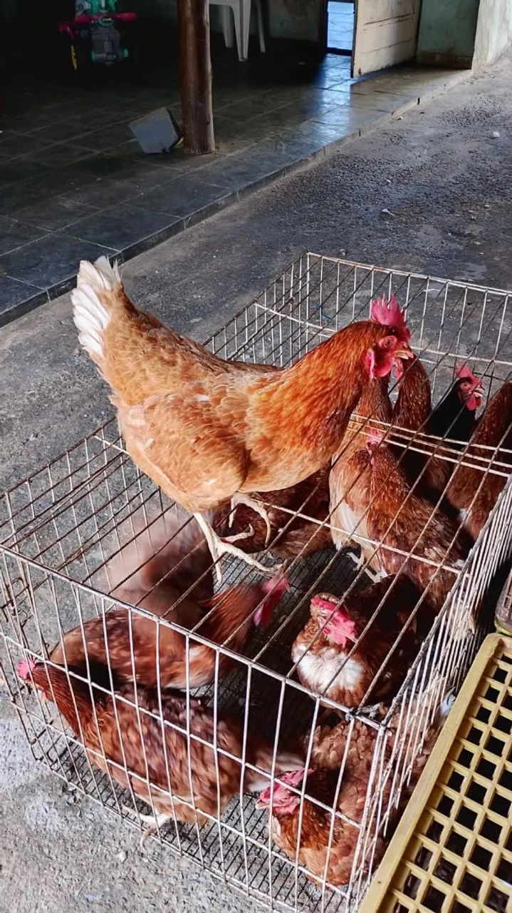 Galinhas atacarejo 25 reais  - Foto 3