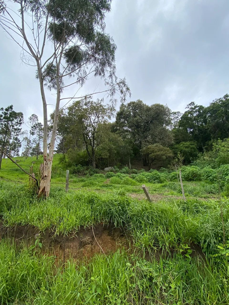 Foto - Mairiporã - Mato Dentro