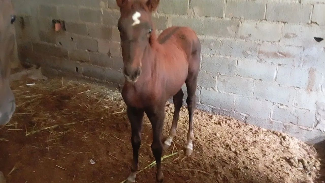 Doação potra fêmea retirar urgente  - Foto 3
