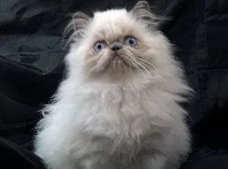 Persa excelente Padrão - Foto 3