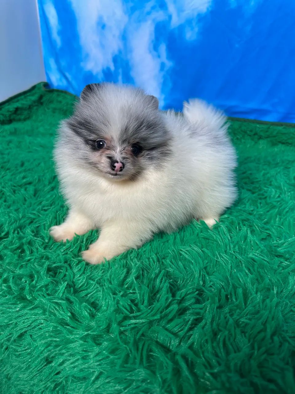 EXÓTICO LULU DA POMERÂNIA Cachorros Potecas, São José