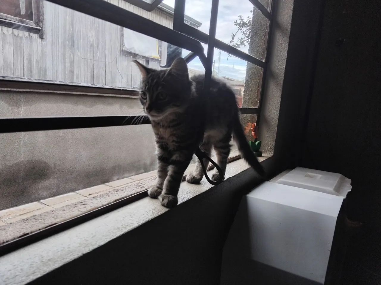 Fêmea filhote lindíssima - Foto 5