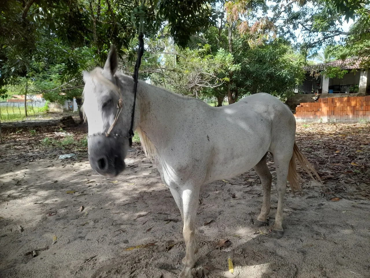 Cavalo
