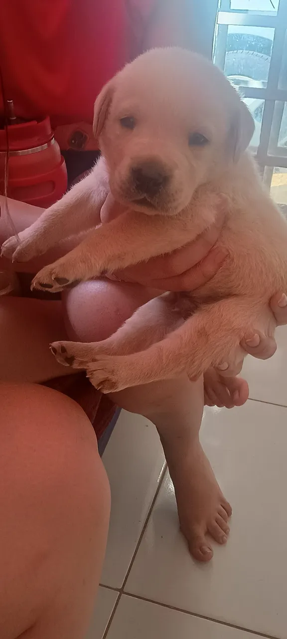 Filhote de Labrador