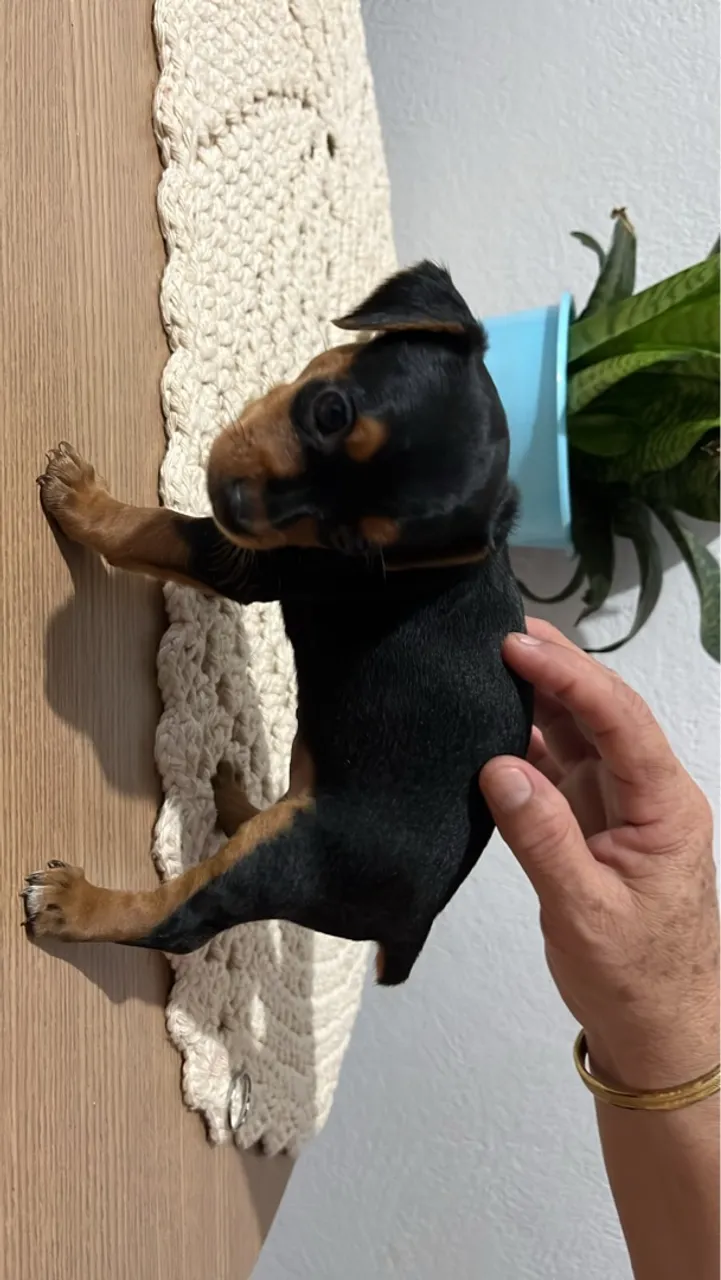 Vendo filhotes de pinscher numero 2