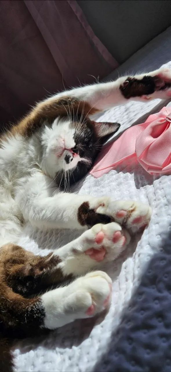 Gatinho Manso e saudável  - Foto 2