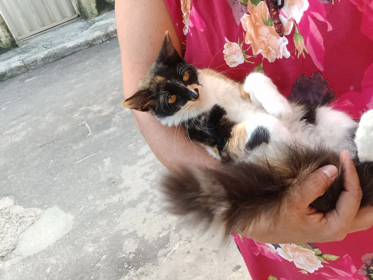 Linda Gatinha para Adoção