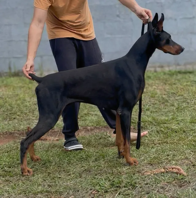 Filhote de doberman