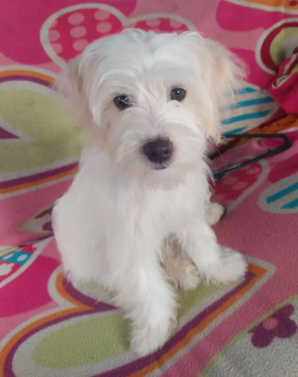Filhote de poodle adorável e fofo