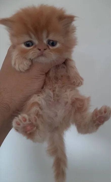 Persa 2 Meses Macho e Fêmea  - Foto 6