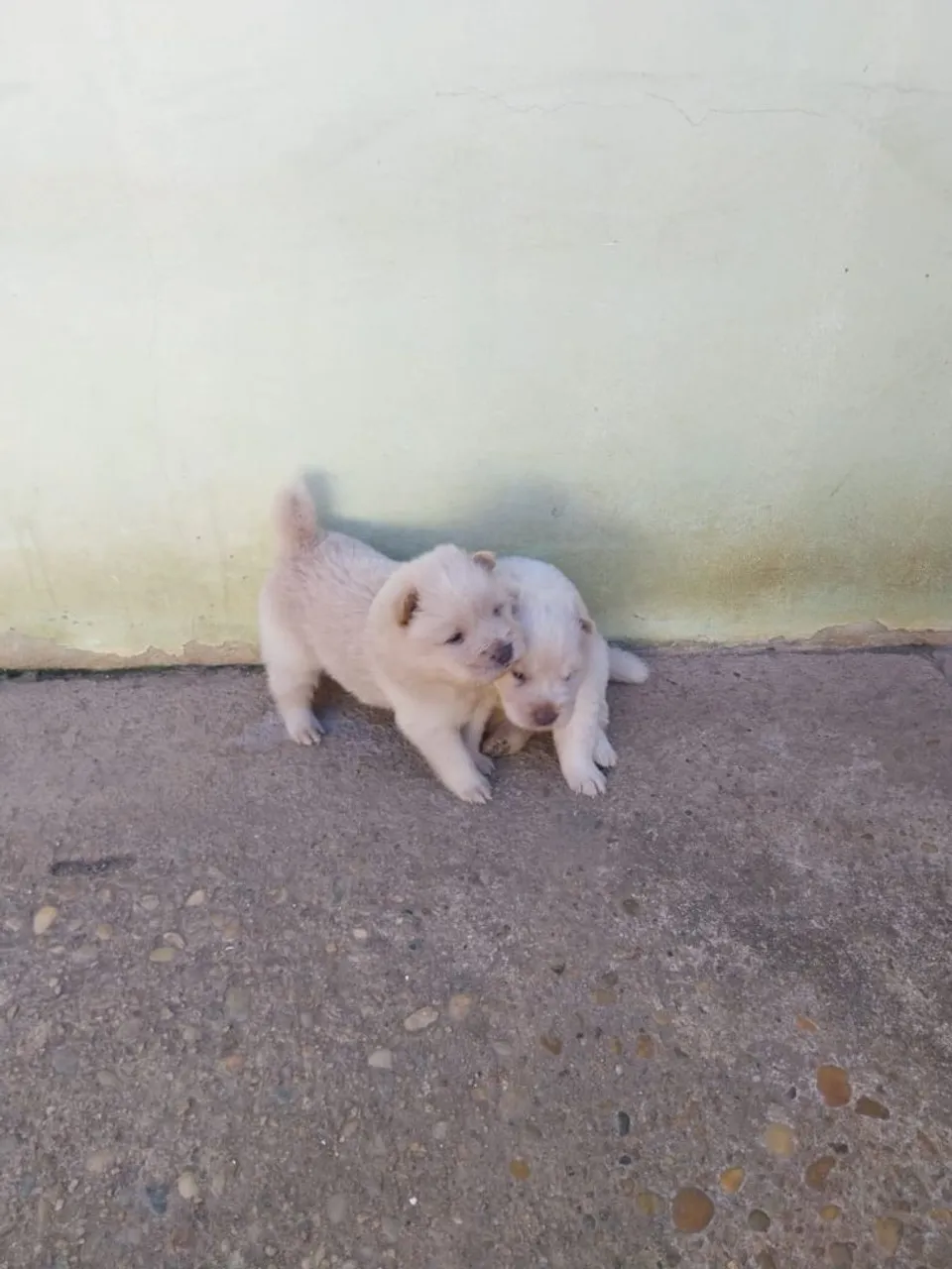 Filhotes de cachorro fofinhos