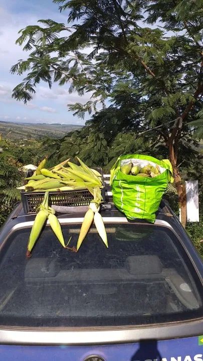 Vendo uma pequena roça de milho  - Foto 5