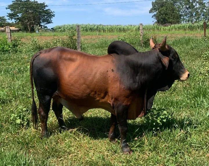 Garrote Sindi Itambé Porangaba  - Foto 2
