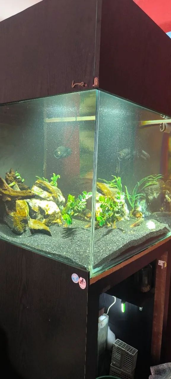 Aquário completo.  - Foto 5