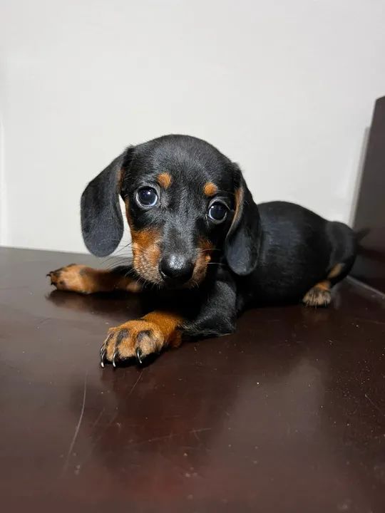 "Filhotes de Basset Hound - Fofura e Lealdade à Venda!" - Foto 2