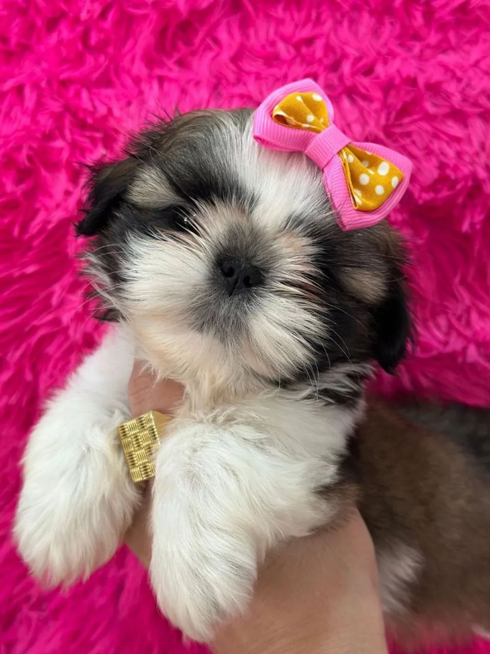 Shih Tzu.  Uma bela menina tricolor disponivel - Foto 4