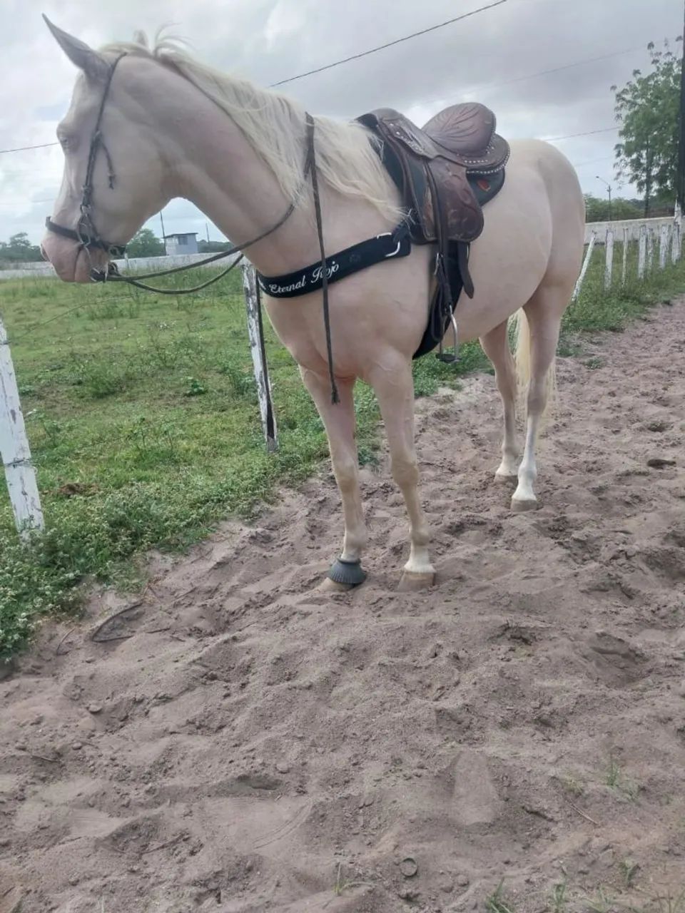 Quarto de Milha Esteira.