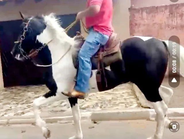 Mangalarga Paulista-T.E. - Foto 2