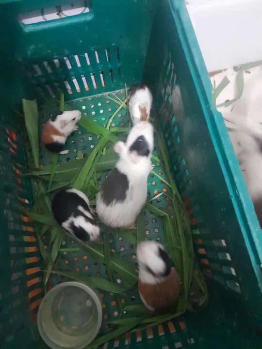 Vendo porquinhos da Índia 