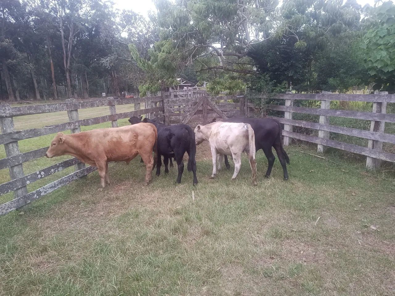 Novilhos - terneiros sobre ano - Foto 6