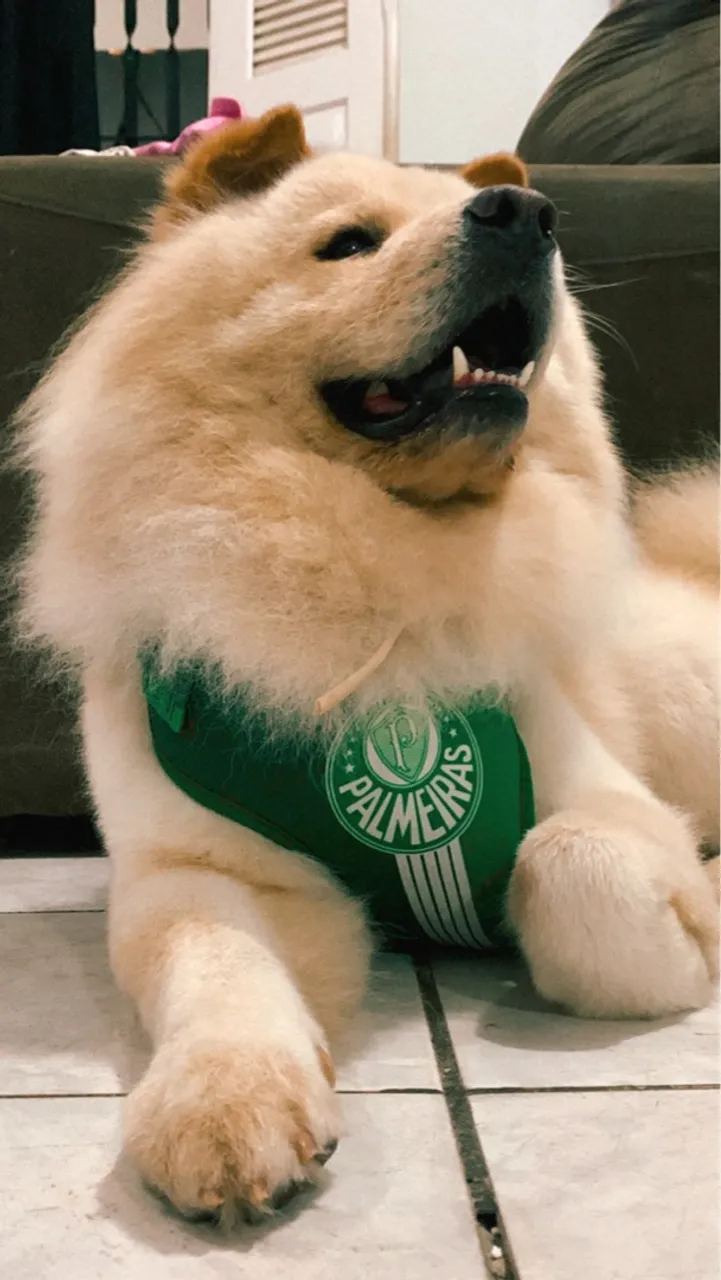 Chow chow dócil