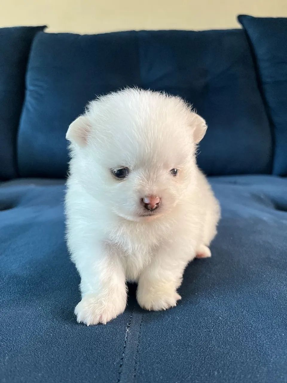 Filhotes Spitz Alemão ( LULU DA POMERANIA) - Foto 2