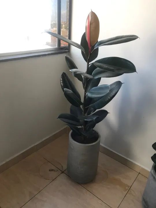 Ficus Elástico- Planta de Interior - Foto 2