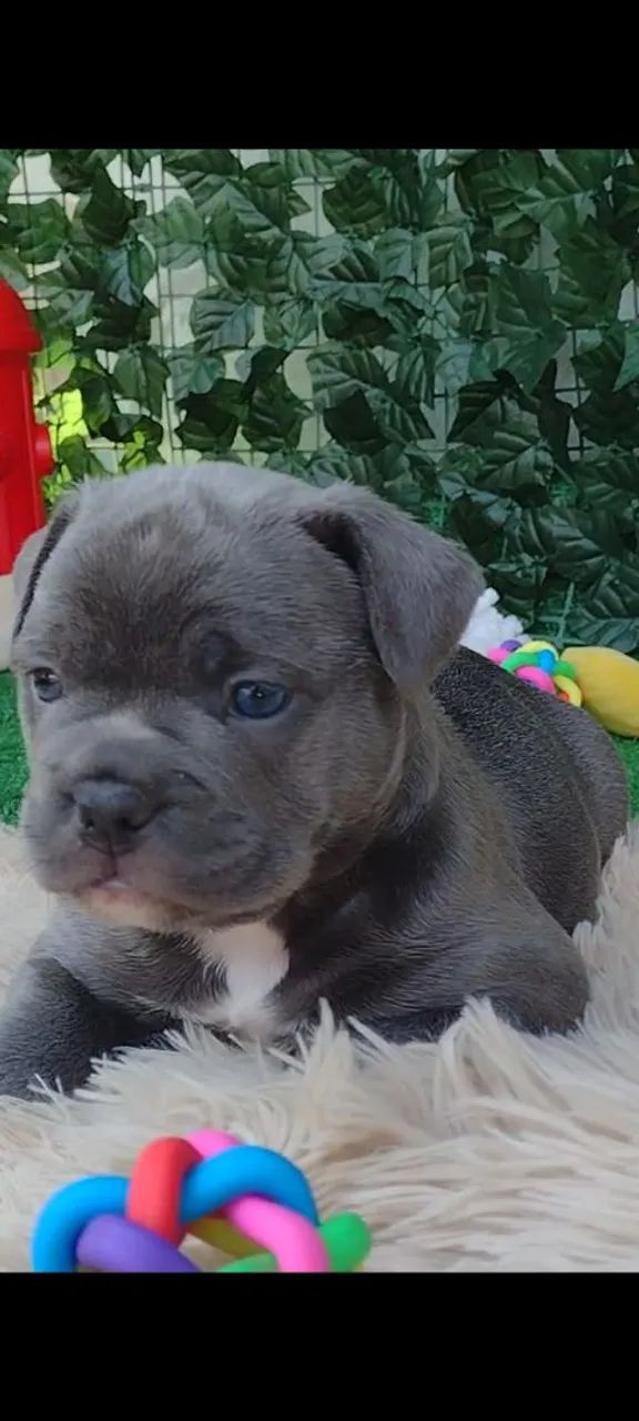 Filhote de Bulldog Inglês - Foto 4