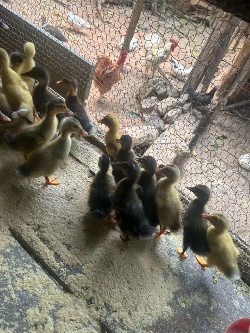 Filhote de Marreco - Foto 3