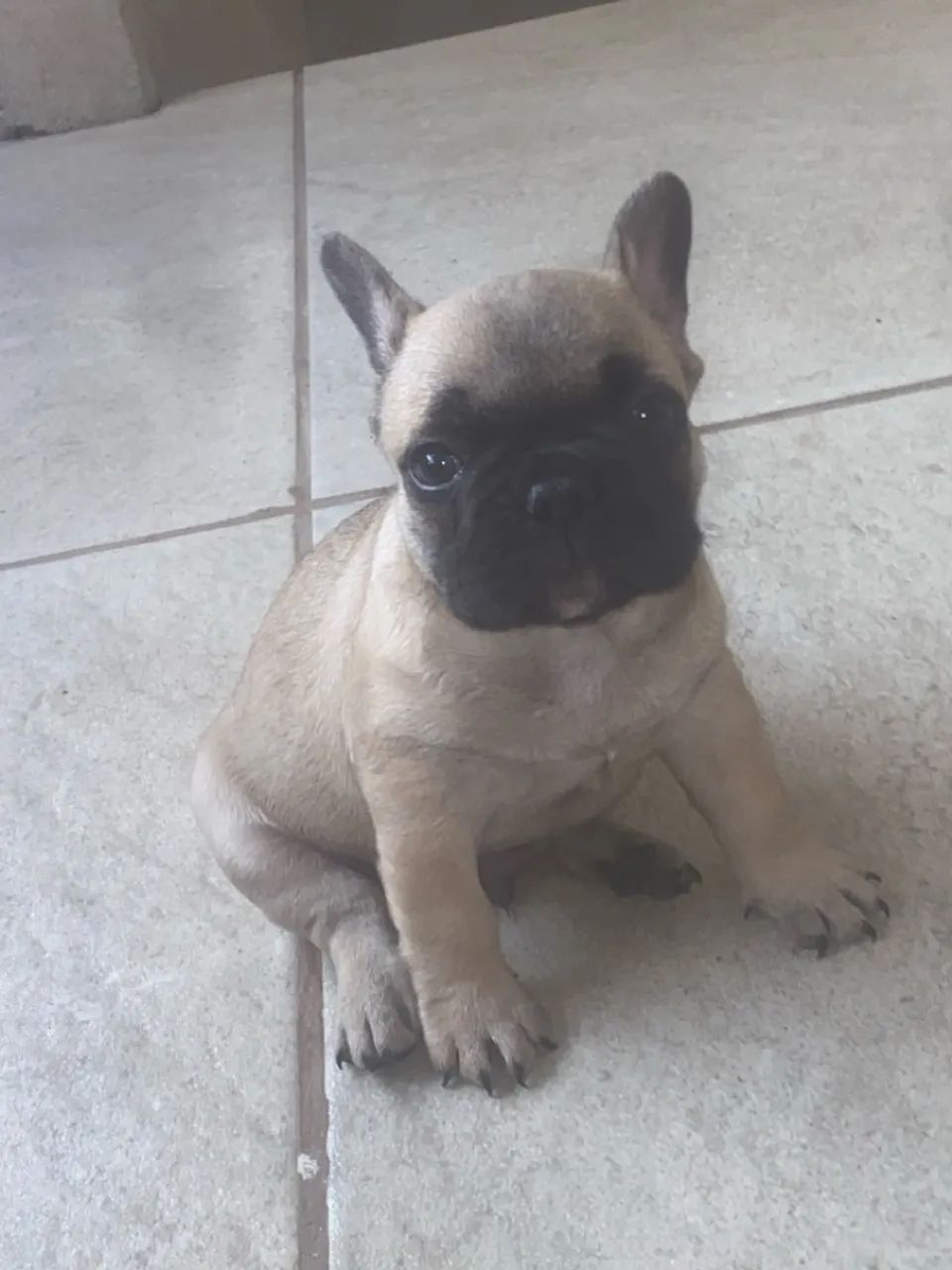 Filhotes de Bulldog Francês - Foto 4