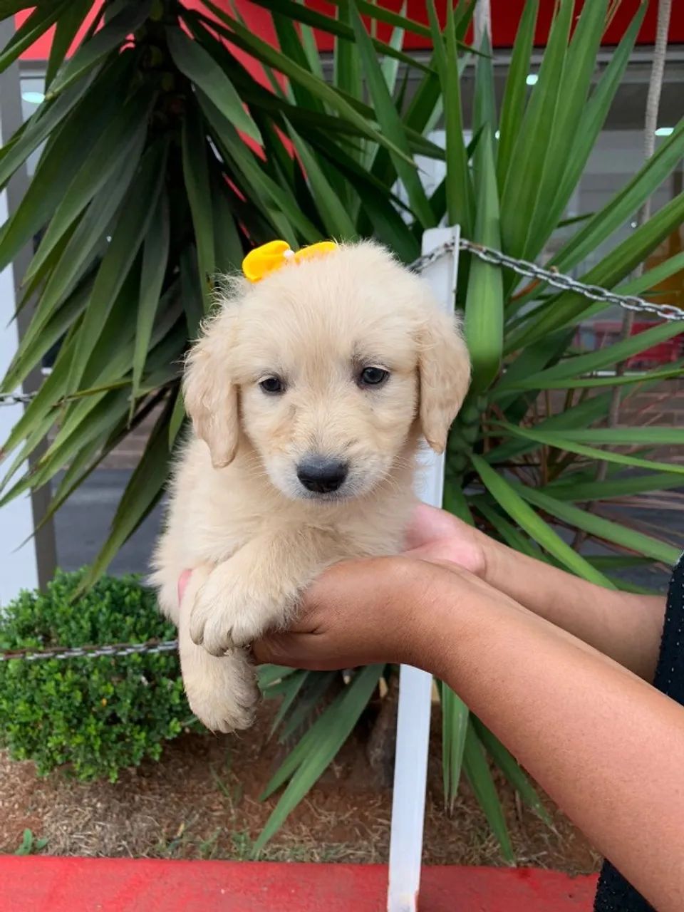 Filhotes de Golden Retriever que Transformam Lares com Alegria  !!! 