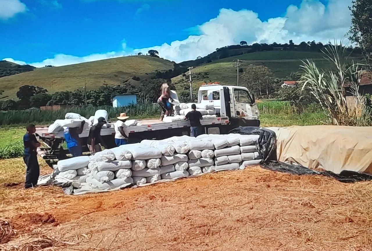 VENDO SILO DE MILHO DE EXTREMA QUALIDADE SILAGEM  - Foto 2