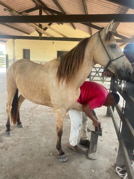 Cavalo Mangalarga Marchador/egua/potro - Foto 5