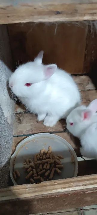 Mini coelho / Netherlands coelho anão  - Foto 2