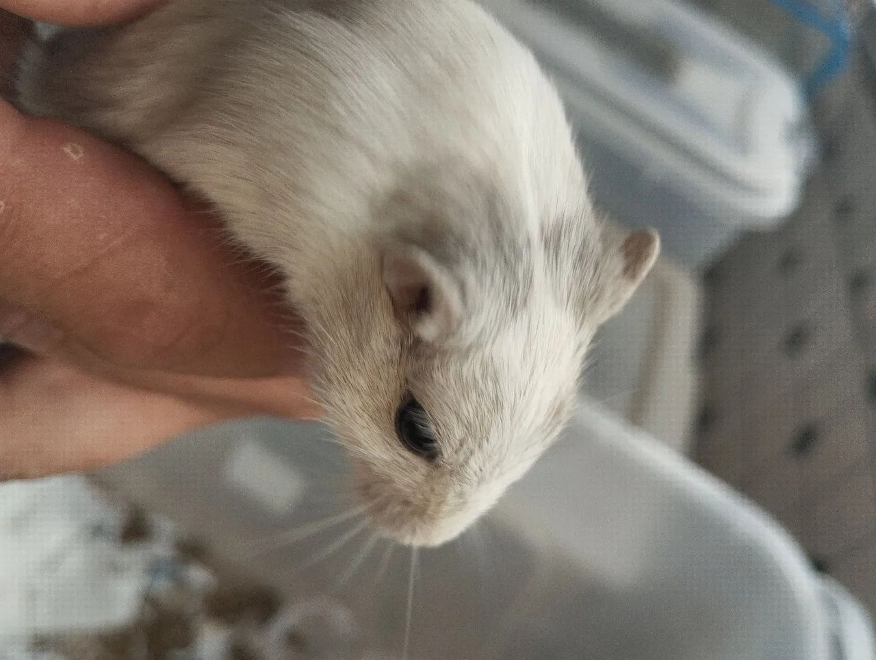 Filhotes de  Gerbil a venda. - Foto 5