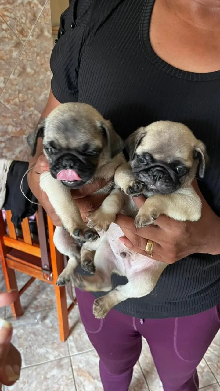 Filhotes de Pug