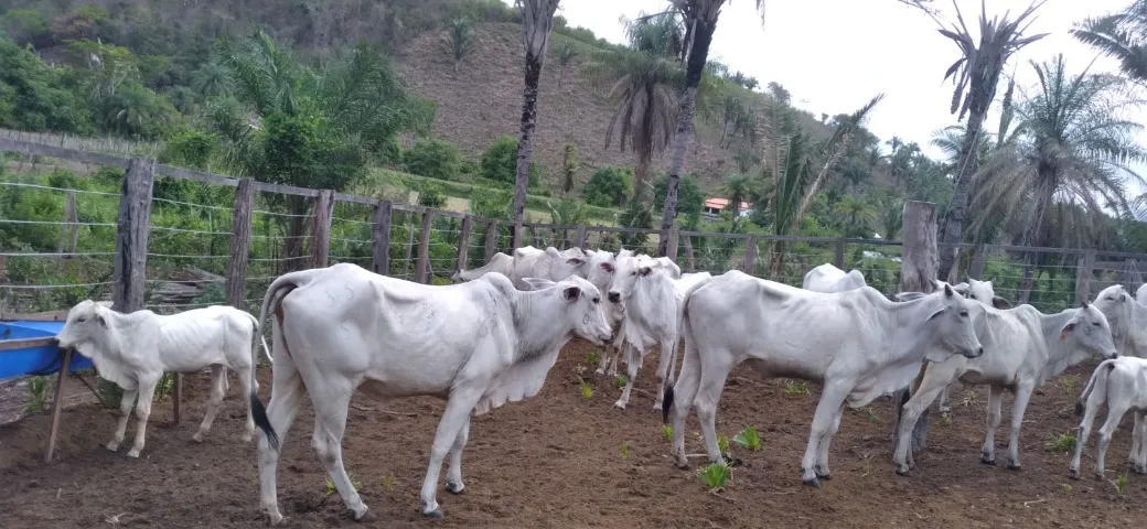 Fazenda Município Caxias MA, rodovia MA 34