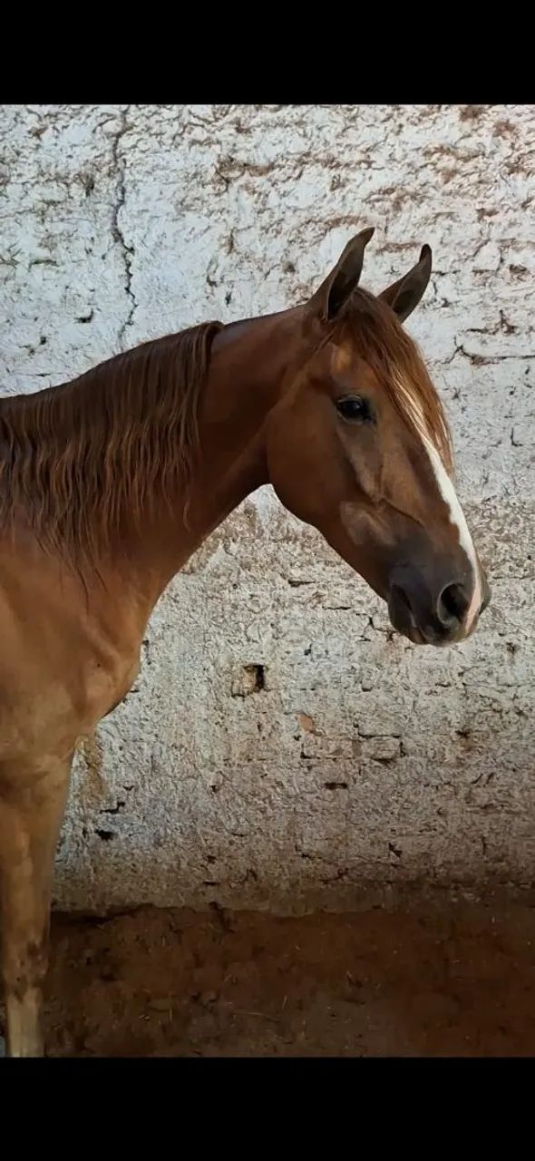 CASTRADO LUXOOOO (Marcha picada) - Foto 6