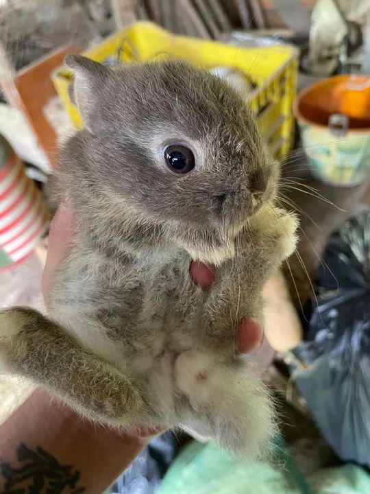 Mini Coelho Netherland a venda  - Foto 5