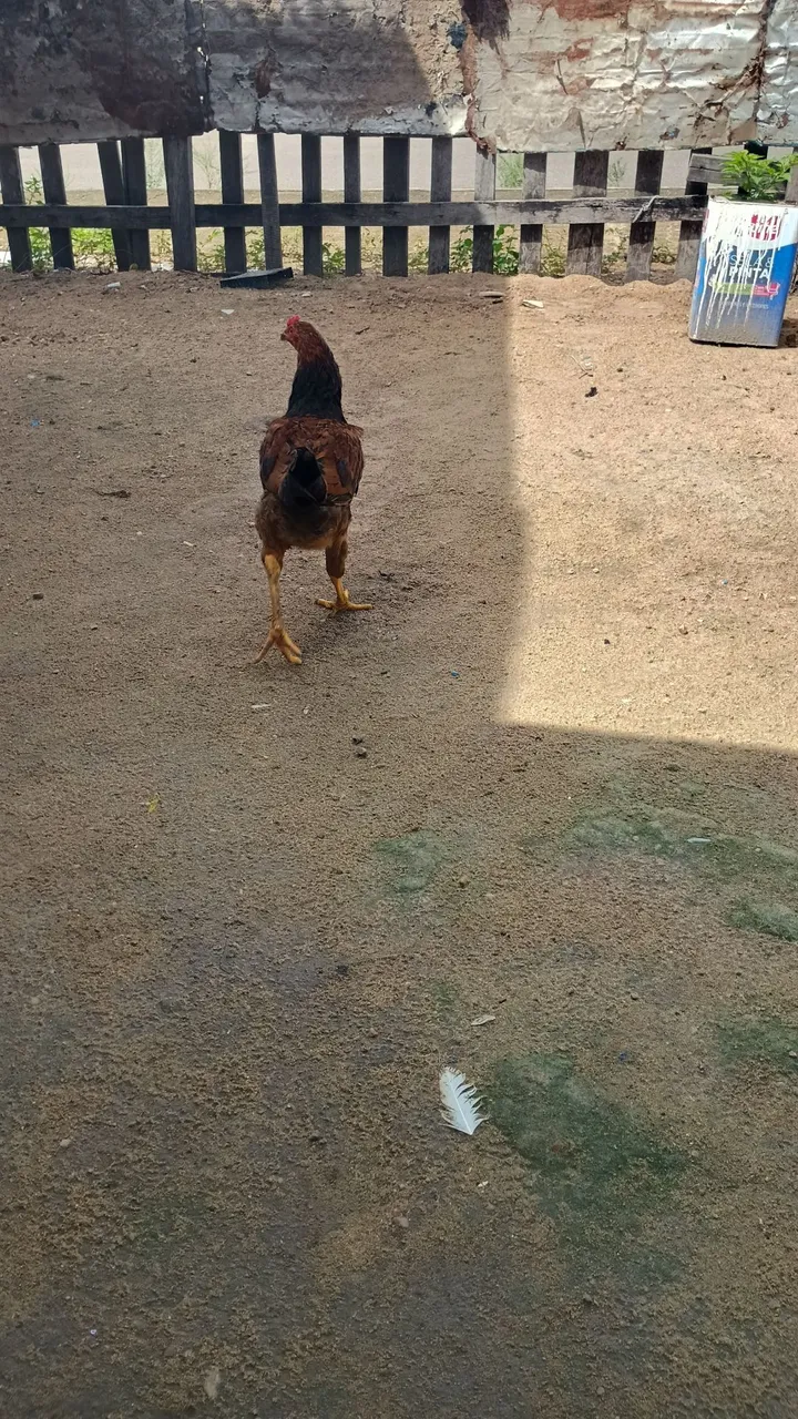Galo