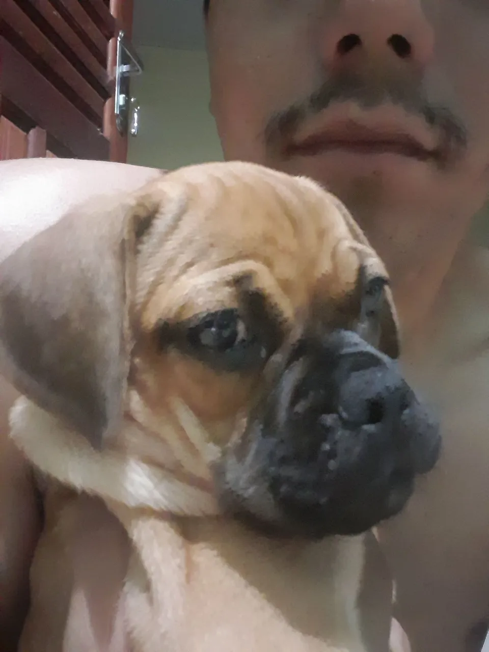 Filhote de Boxer adorável