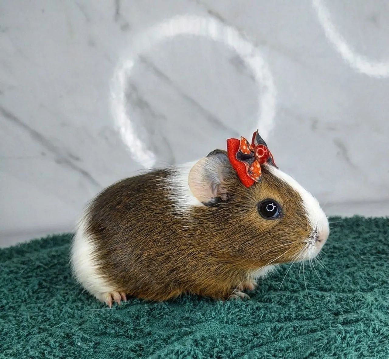 Porquinha da Índia inglês