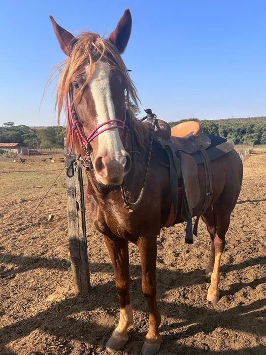 Cavalo Mangalarga Marchador para venda
