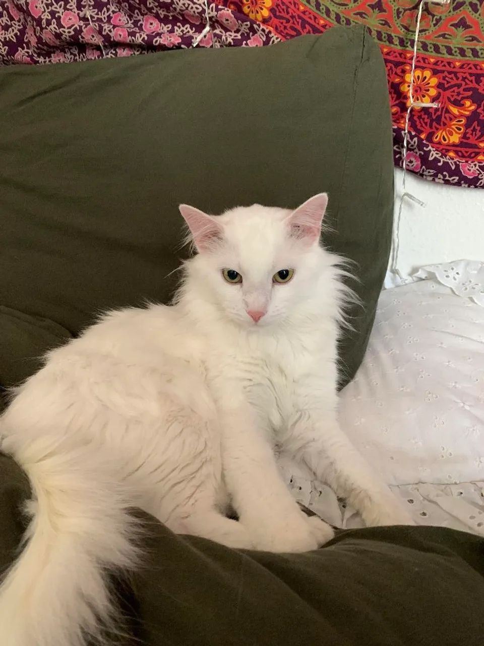 Angorá turca TODA BRANCA - Foto 2