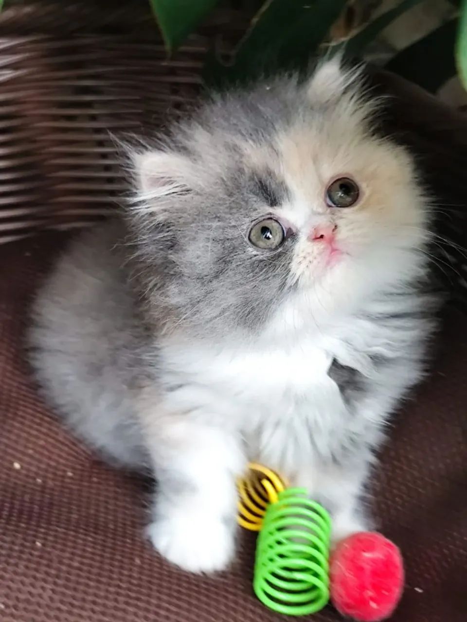 Persa lindos filhotes - Foto 4